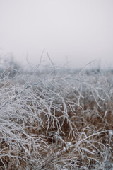 Branches in hoarfrost and snow in the winter