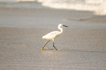 Snowy Egret wading around the surf on Daytona Beach, Florida.