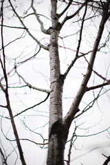 Trees in the Canadian forest. Nature and wildlife in Ontario, Canada.