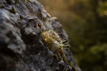 Close-up Of Grass Growing On Rock