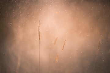 Autumn grass during the rain in the forest at sunset. Macro image. Abstract autumn nature...