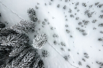 Aerial foggy landscape with evergreen pine trees covered with fresh fallen snow after heavy snowfall in winter mountain forest on cold quiet evening