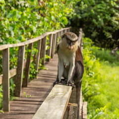 Mona Monkey at Lekki Conservation centre. The centre is located in Lekki Peninsula in Lagos, Nigeria. The peninsula was created to preserve the vegetation and animals of the area.  - obrazy, fototapety, plakaty