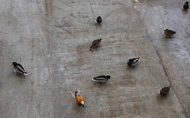 ducks and drakes of different colors walk on the stone surface