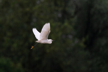 The little egret (Egretta garzetta)