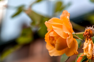Close up shot of a beautiful yellow rose