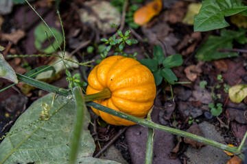 Small yellow pumpkin on the branch growing on soil