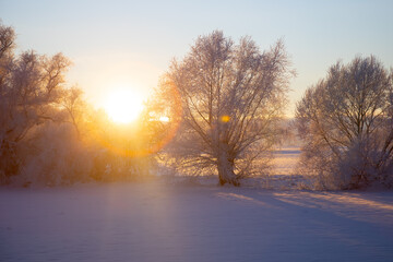 The sun shines on the trees in winter