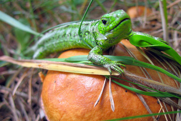 lizard