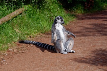 Lemur