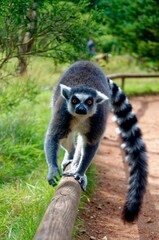 Lemur