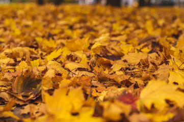 Orange autumn leaves background. Outdoors. Colorful background F
