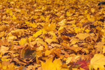 Orange autumn leaves background. Outdoors. Colorful background F