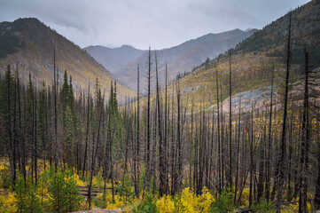 Dead trees from a wildfire in the mountains create an eerie scene