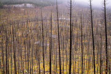 Pattern of dead trees in an alpine wildfire