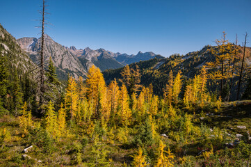 Alpine larches turning yellow in the fall