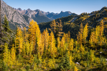 Golden larches in the north cascade mountains