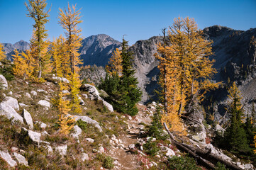 Incredible mountain scene with golden larches
