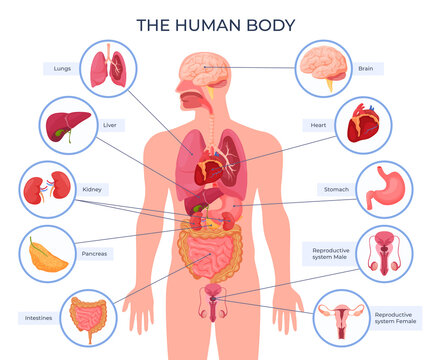 Internal human body organ location scheme infographic visual, teaching aid, study guide vector