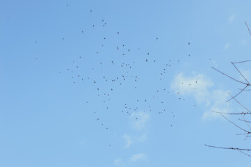 Fock of birds soaring high in blue sky