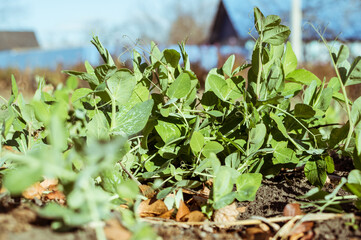 Green fresh pea leaves in sunlight