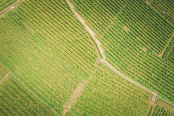 vineyard lines from overhead view
