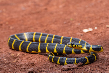 The gold-ringed cat snake in various position