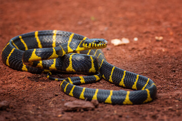 The gold-ringed cat snake in various position