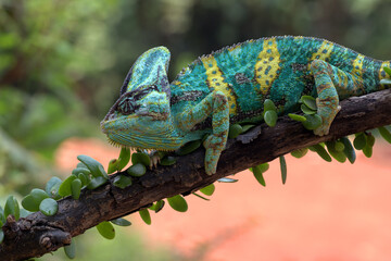 A Veiled chameleon hanging on a tree trunk