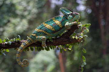 A Veiled chameleon hanging on a tree trunk