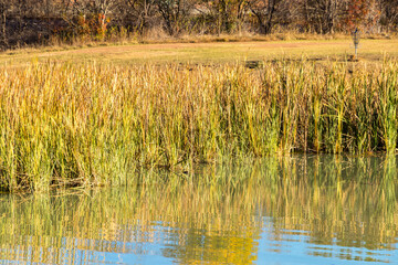reeds  reflected in the water