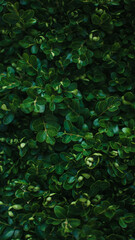 Fototapeta na wymiar green leaves background texture