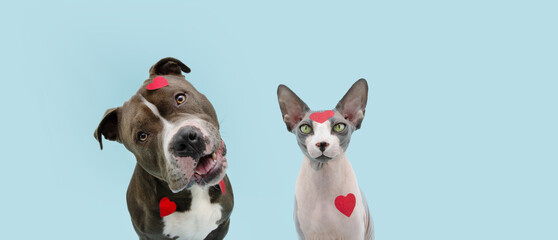 Dog and cat  love celebrating valentine's day with heart shape stickers. Isolated on blue pastel background.
