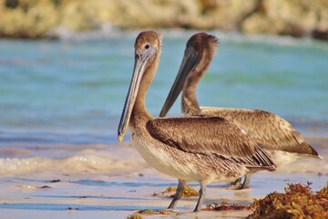P&eacute;licans de bord de mer, Mexique