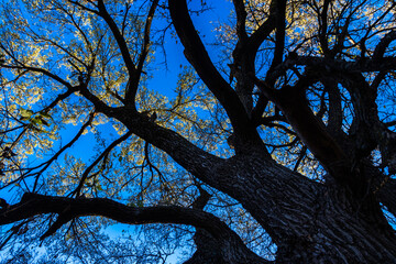 Tree trunks looking up