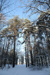 Winter forest on a cold sunny day