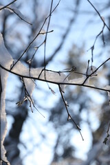 Winter forest on a cold sunny day