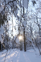 Winter forest on a cold sunny day