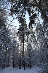 Winter forest on a cold sunny day