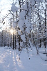 Winter forest on a cold sunny day