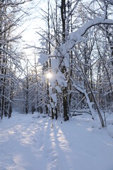 Winter forest on a cold sunny day