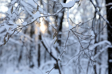 Winter forest on a cold sunny day