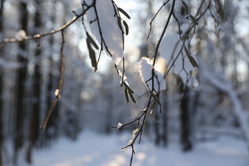 Winter forest on a cold sunny day