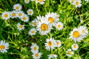 Field daisies