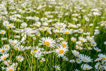 Field daisies
