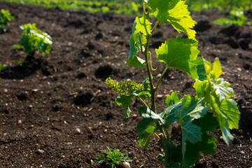 Young vineyard