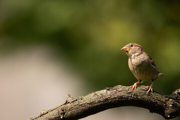 photograph of a garden sparrow perched on a branch with copy space