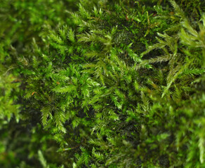 Green moss.