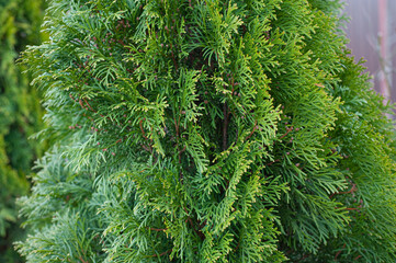 Cypress branch, floral thuja texture, pattern or background