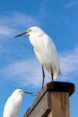 Snowy Egret perched and watching the beach. Closeup view of this magnificent bird.